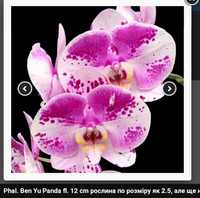 Орхидея фаленопсис - подростки крупноцветковой -12см- "Ben Yu Panda",м
