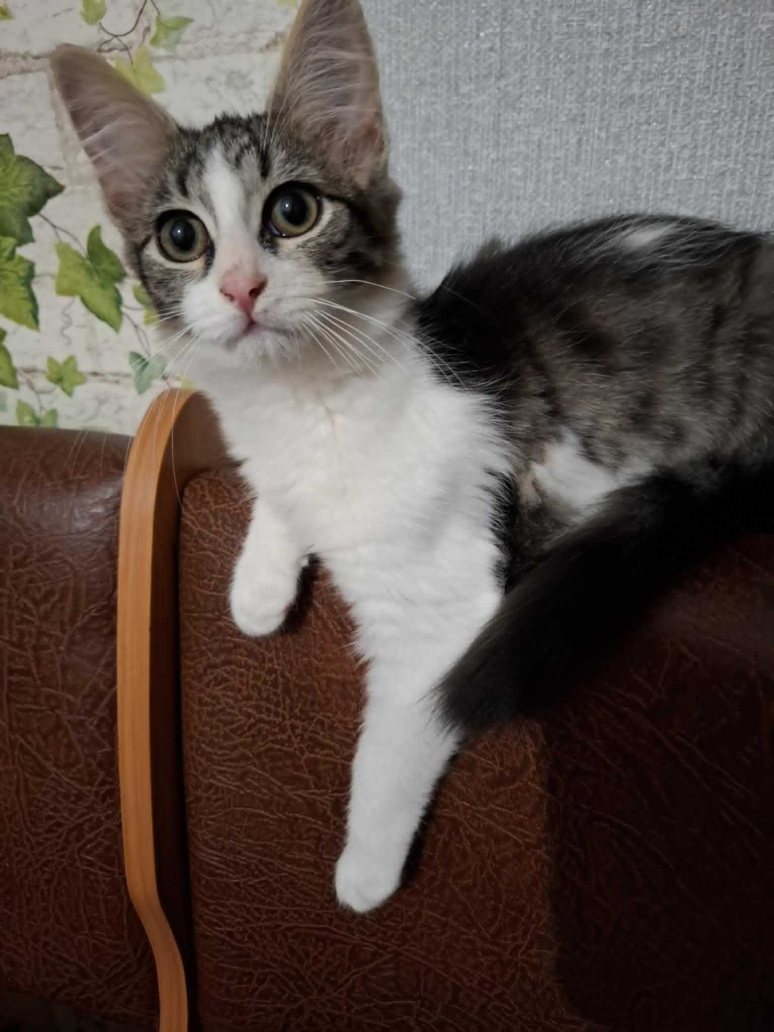 Кошеня в добрі руки