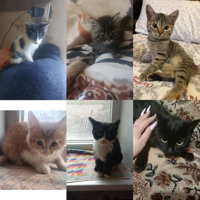 Котята 2-3 месяца. Бесплатно. Кот. Кошка. Котенок даром