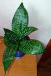 Sansevieria Zeylanica