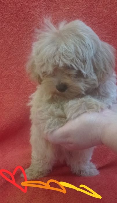 Красень малюк чекає саме на Вас))