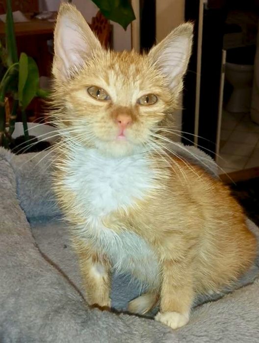 Cudowna Lenka poleca się do adopcji:)