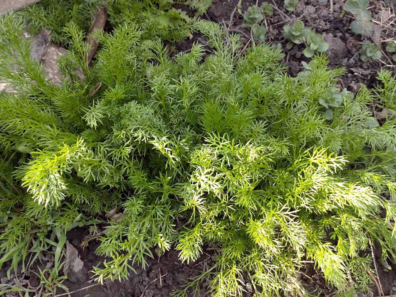 Ромашка лікарська (саджанці)