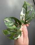 Monstera Laniata Variegata - pędówka