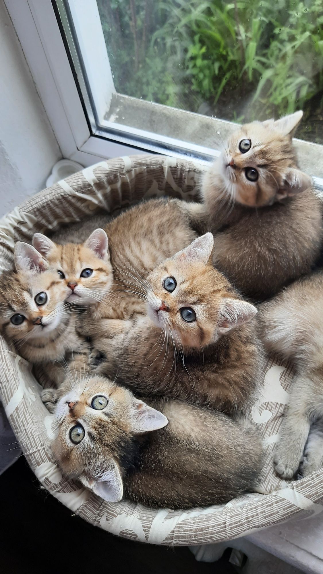 Золотые скоттиш фолд и страйт