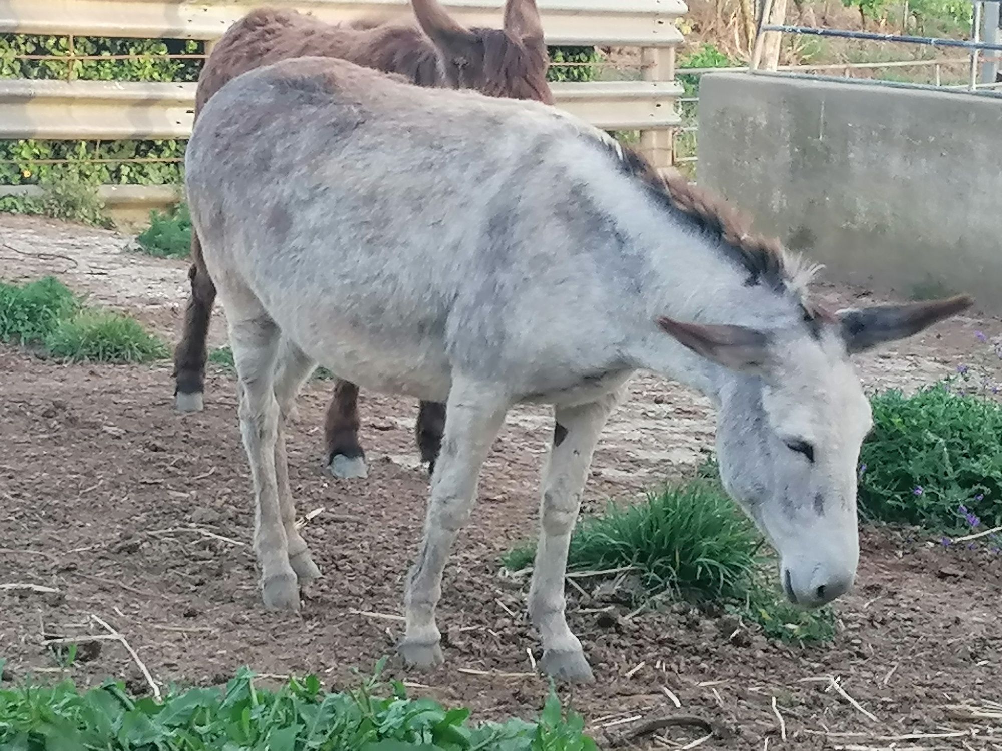 Burros e burras mansos