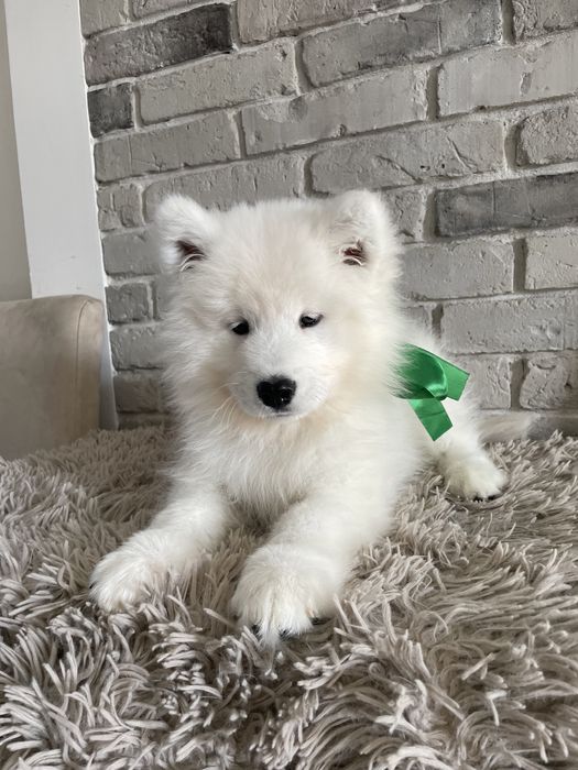 Piesek samoyed, szczenię, Związek Kynologiczny w Polsce