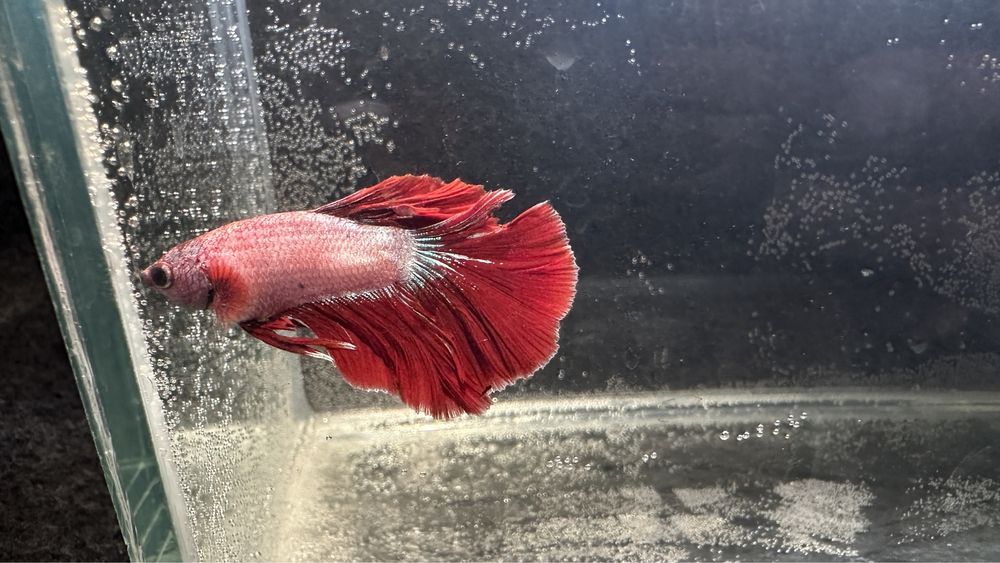 Шикарні півник здорові, та яскраві