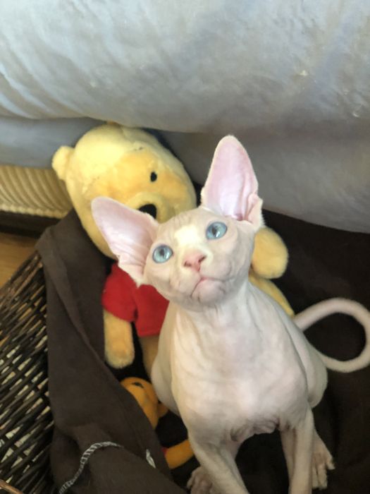 Красивейшая  малышка сфинкс