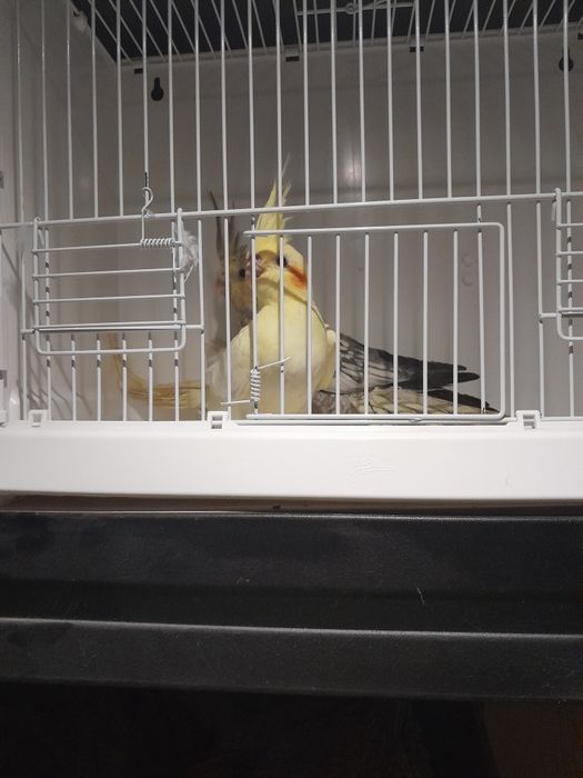 Papugi nimfy możliwość dowozu