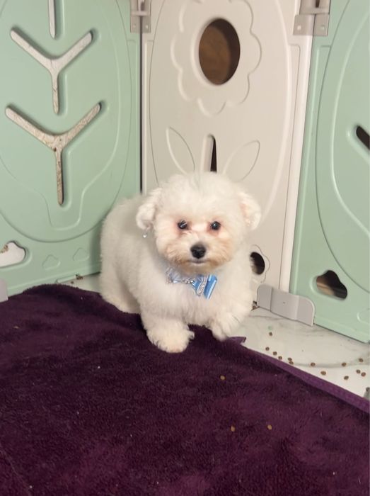 Гарнюній хлопчик бішончик