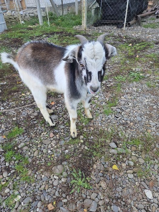 Камерунський козлик для спарювання