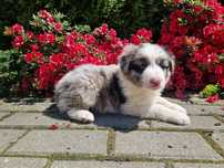 Szczenię border collie blue merle