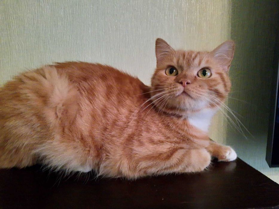 Руденький хлопчик чекає на суперродину