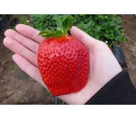 Morangueiros que dão morangos gigantes muito saborosos