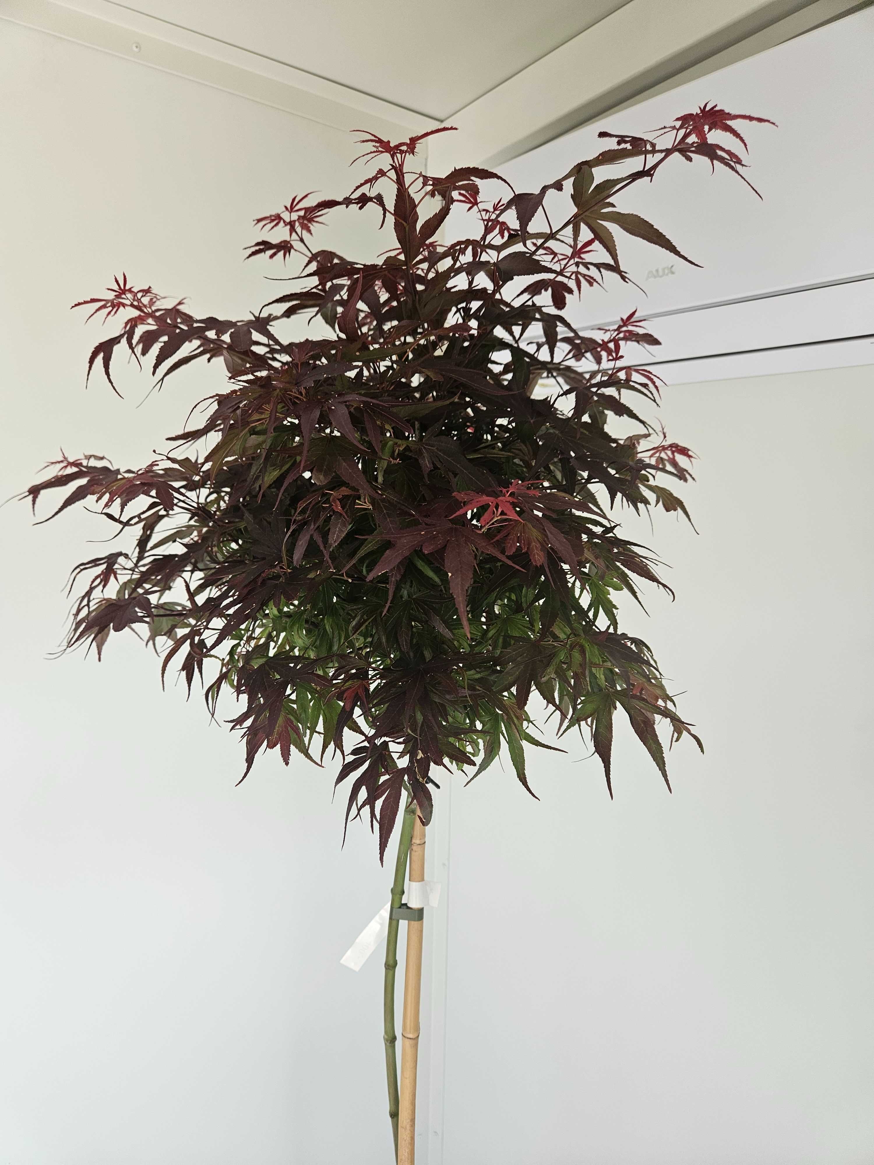 Klon palmowy szczepiony Shaina na pniu – Acer palmatum 'Shaina'