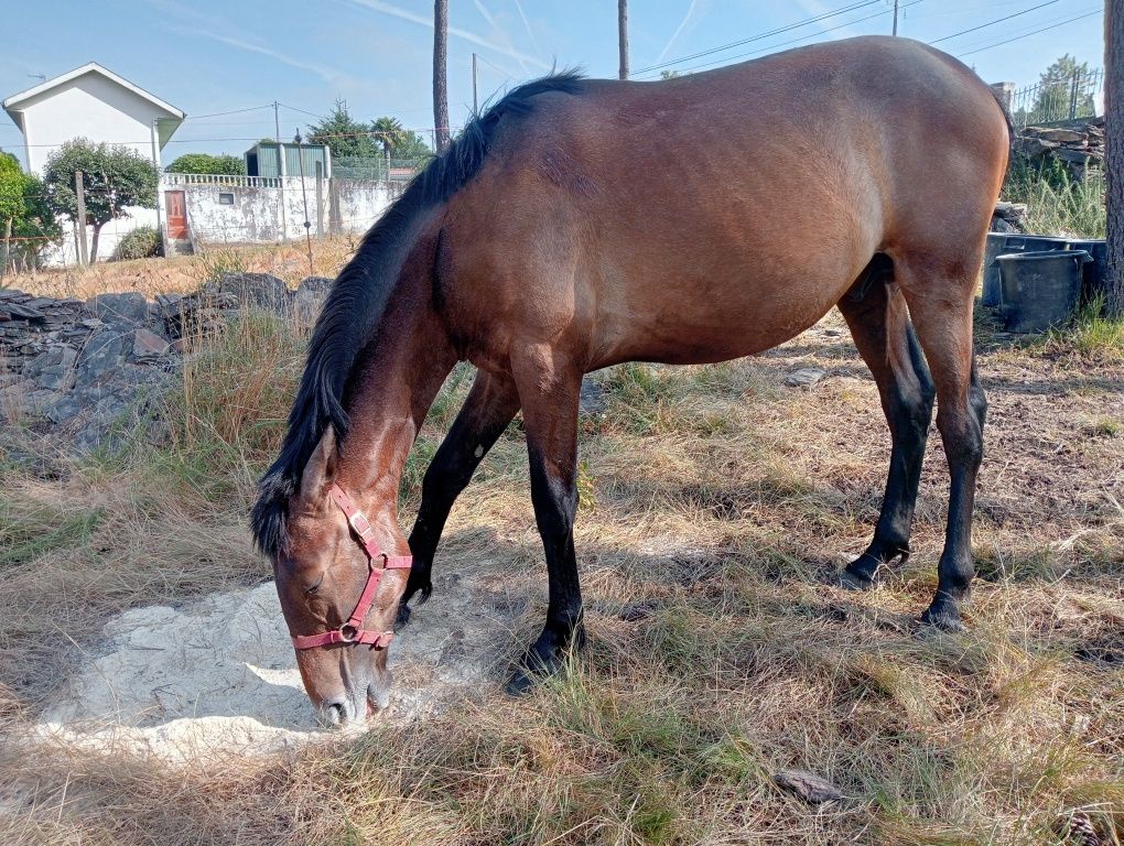Poldro nobre   filho pais lusitanos 11 meses