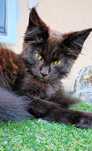 Kotka Maine coon-gotowa do zmiany domu