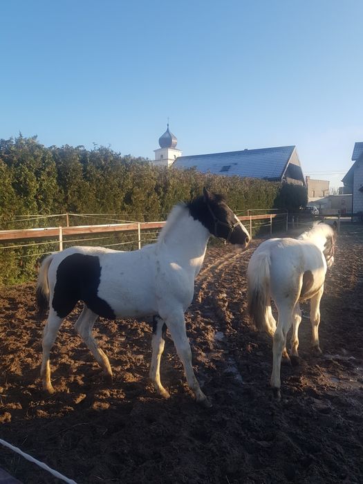 Para źrebiąt - ogierki, ogier