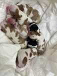 Cavalier King Charles spaniel metryka fci zkwp