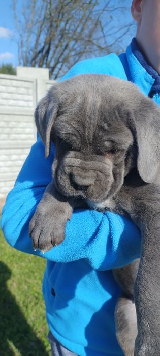 Cane Corso suczka FCI
