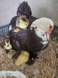 Яйця інкубаційні качок шипунів