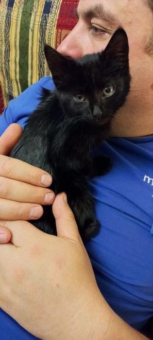 Отдам даром в добрые руки черного котенка