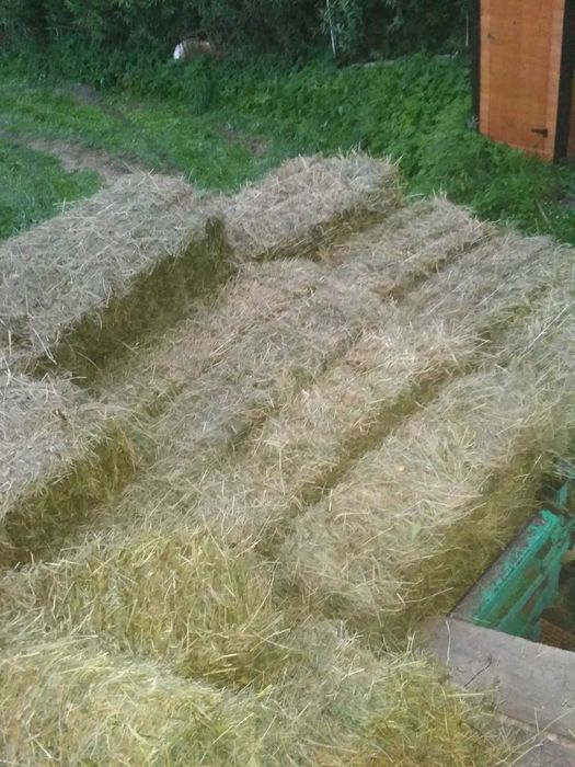 Сіно тюки городнє зелене домашнє 2025