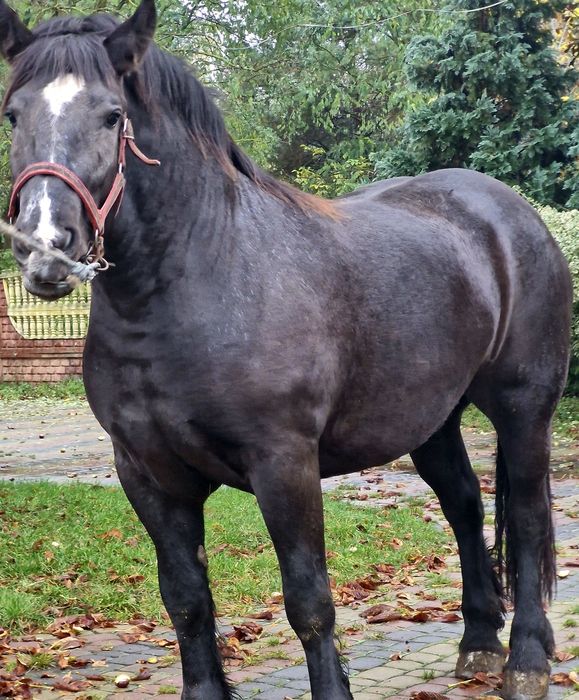 Sprzedam klacz zimnokrwista Źrebna