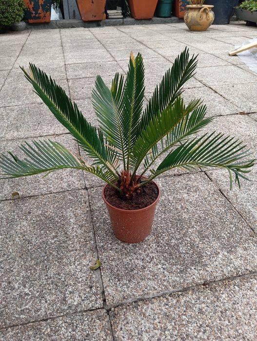 Planta Sica de jardim