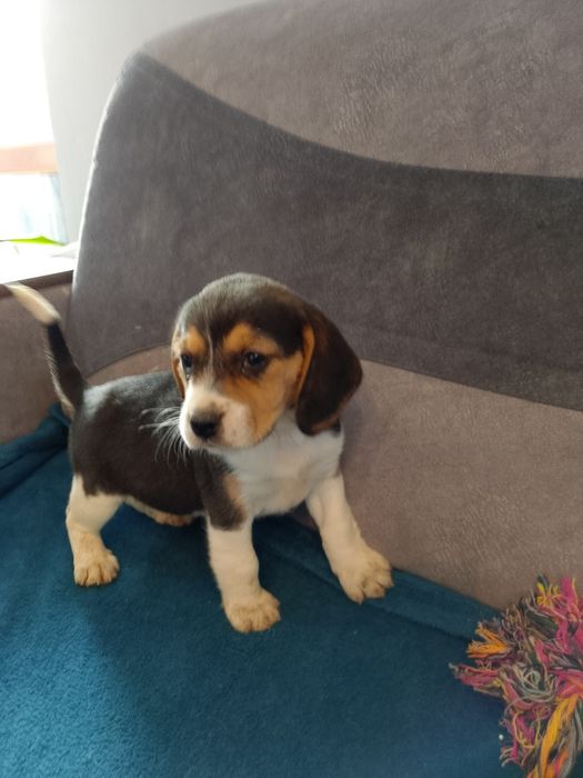 Beagle Szczenięta Rodowodowe