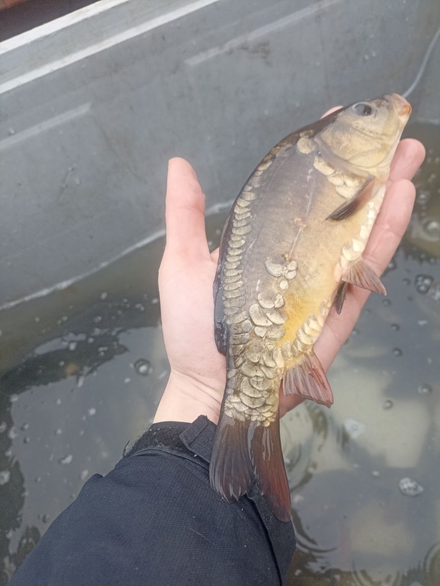 Kroczek/Narybek Karp Jesiotr Amur Lin i wiele innych