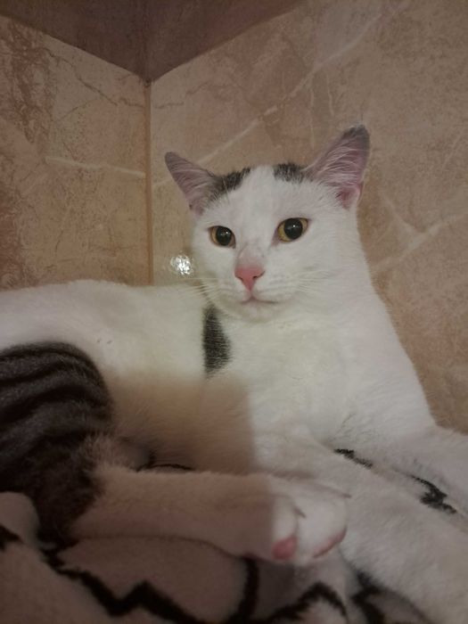 Delikatna Lara szuka domu