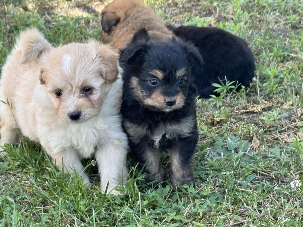 Pomapoo hybryda pudel miniaturowy pomeranian nie maltipoo