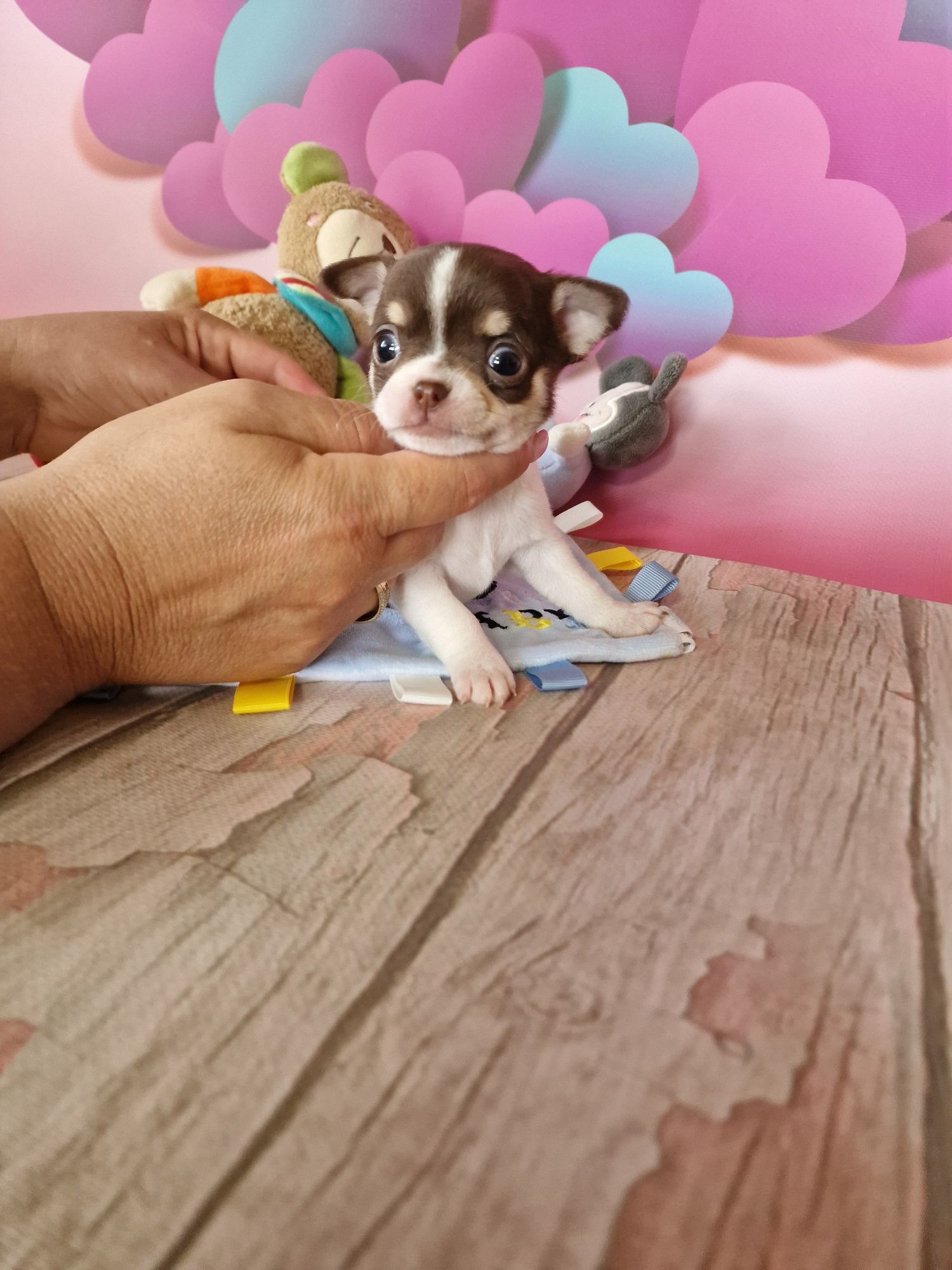 Chihuahua - maleńka Mimi
