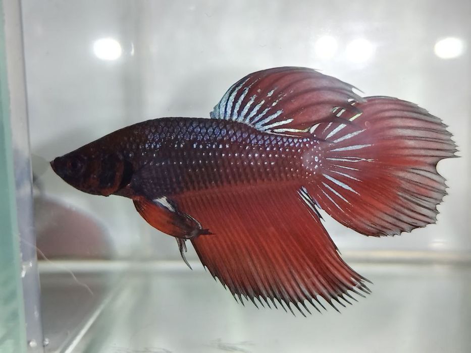 Петушок, півник, різні кольори, коронохвостий, плакат, дельта, вуаль.