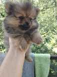 Szpic miniaturowy pomeranian