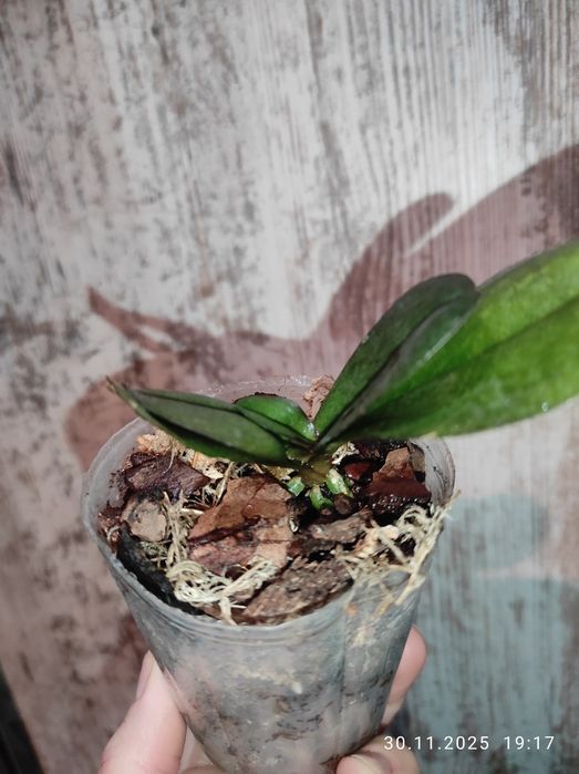 Орхидея фаленопсис Rotterdam Роттердам