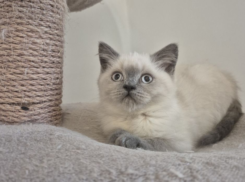 Ostatni Kot Brytyjski FPL point niebieski