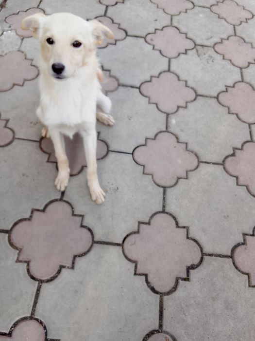 Віддам у добрі руки 2 маленьких песиків!

Віддаю двох чарівних дівчато