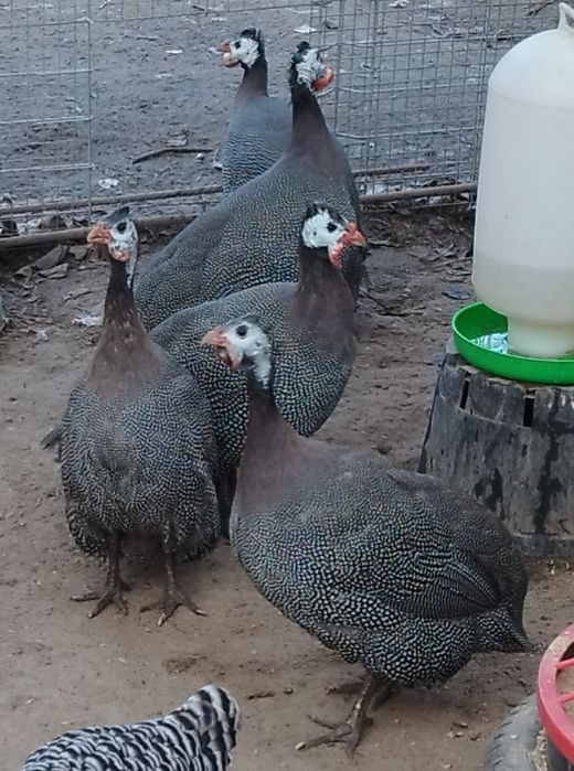Perliczki brojlerowe i półbrojlerowe młode i dorosłe.
