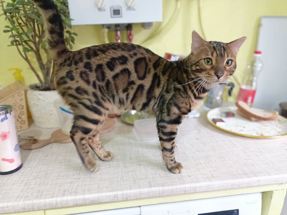 Вязка - опытный  бенгал