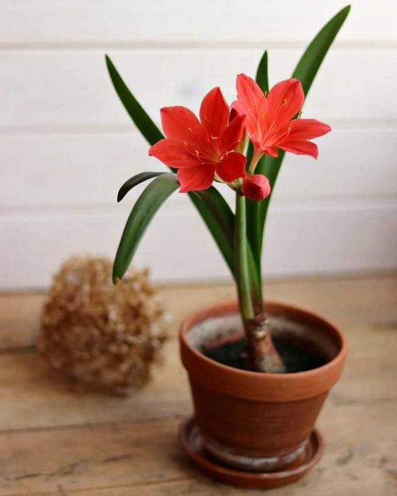 Валотта, амариліс, гіпеаструм