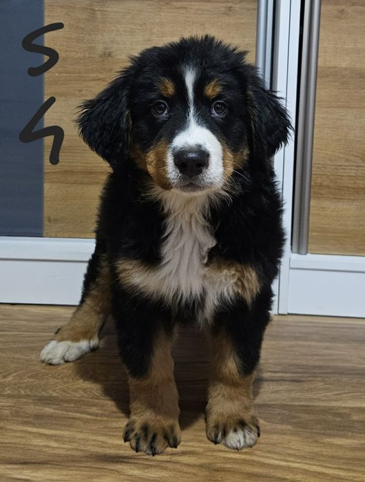 Szczeniak Berneński Pies Pasterski