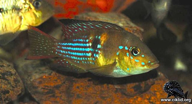 Gymnogeophagus Terrapurpura