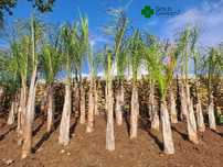 Coqueiros de várias alturas! Palmeiras / Árvores / Jardim / Plantas