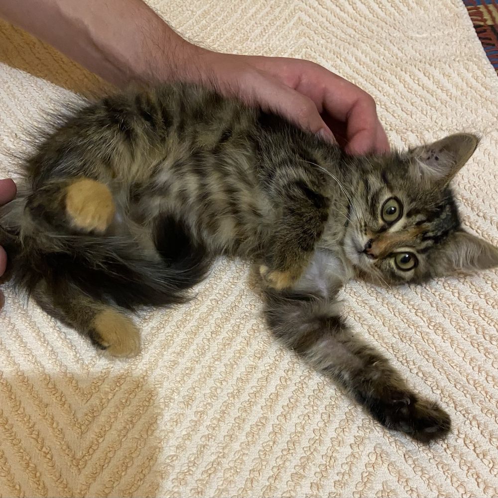 Кошеня дівчинка котенок кішка безкоштовно