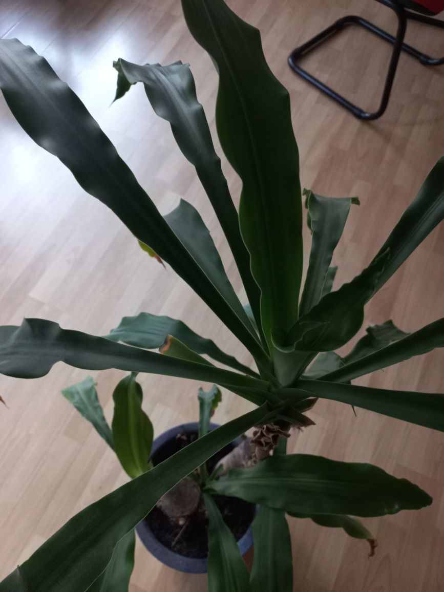 Planta pau d'água (vaso cerâmico incluído)