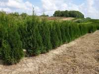 Thuja Smaragd 160,180,200,220 cm! Sadzimy! Tuje! Tuja Szmaragd! Dowóz!