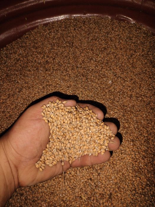 Pszenica ozima tegoroczna